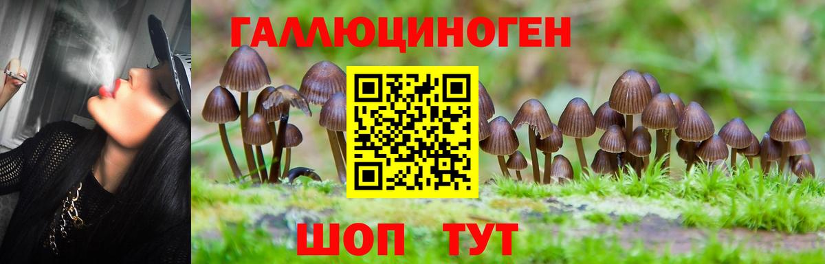 Псилоцибиновые грибы GOLDEN TEACHER Тара